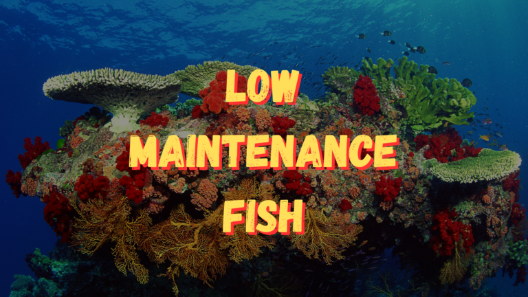 low maintenance fish