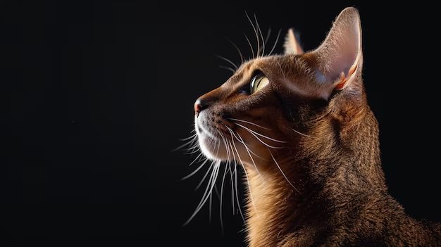 abyssinian cat iq